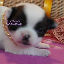 Chihuahua puppies from Carsten's Chihuahuas