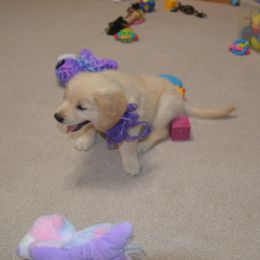 Miss Purple - Golden female Golden Retriever puppy in Webster City, Iowa from Whispering Pines Precious Puppies
