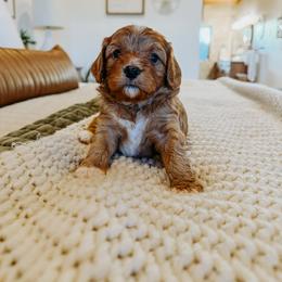 Cavapoo Puppies from Columbia Basin Puppies