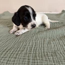 Seiler - Piebald male Dachshund puppy in Athens, Alabama from 4 Moore Ranch