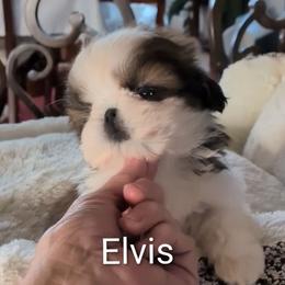 Tiny handsome Elvis - Red and white male Shih Tzu puppy in Pleasant Hill, Missouri from Misty Dajavue Shih-Tzu