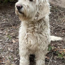 Goldendoodles from Double J’s Doodles