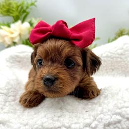 Hollie - Red female Havapoo puppy in Loveland, Colorado from Littledoodles2love