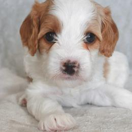 Cavalier King Charles Spaniel and Cavapoo Puppies from Ethan McBride