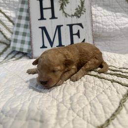 Poodle Puppies from Moore Poodles