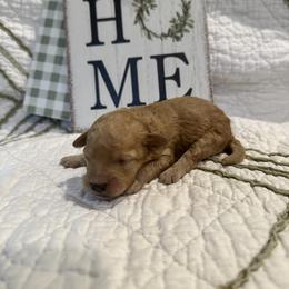 Poodle Puppies from Moore Poodles