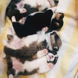 Pembroke Welsh Corgi Puppies from Southern Corgi