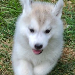 German Shepherd and Siberian Husky Puppies from Sstar