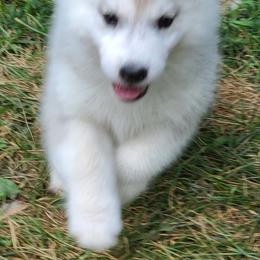 German Shepherd and Siberian Husky Puppies from Sstar
