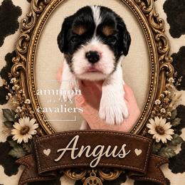 Angus - Tri-color male Cavalier King Charles Spaniel puppy in Ammon, Idaho from Ammon Acres Cavaliers