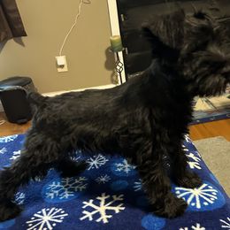 Aurora - Black female Miniature Schnauzer puppy in Newburgh, Indiana from Lakehouse Miniature Schnauzers of Southern Indiana