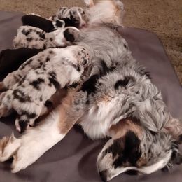 Australian Shepherd Puppies from AJD Aussies