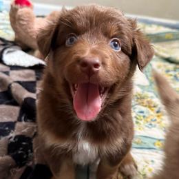 Belle - Red tri-color female Australian Shepherd puppy in East Hartford, Connecticut from CT Aussies