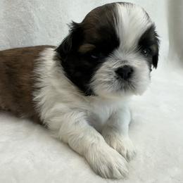 Shih Tzu Puppies from Little Miracles Shih Tzu