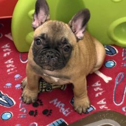 Potato - Fawn female French Bulldog puppy in Spring Lake, Florida from Peaceful Prayers French Bulldogs