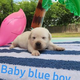 Labrador Retriever Puppies from Texas Finest English Labradors