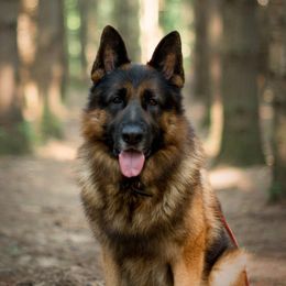 Quantus - German Shepherd