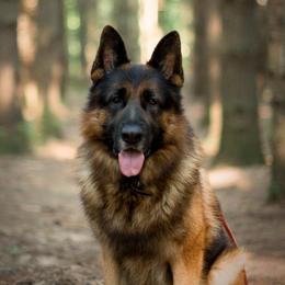 Quantus - German Shepherd
