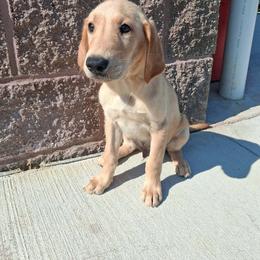 Boy 1 - Yellow male Labrador Retriever puppy in Potosi, Wisconsin from Point and Flush Gun Dogs