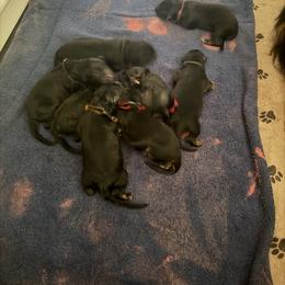 Pink - Black and red female German Shepherd puppy in New York from Spitze German Shepherds