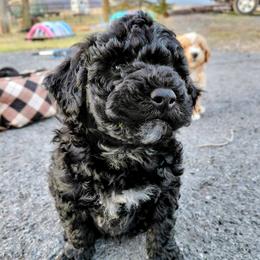 Assorted Doodle Crosses Puppies from Southern Star Goldendoodles