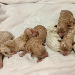 Sneezy - Red  female Goldendoodle puppy in Bradenton, Florida from Christianna’s Mini Goldendoodles