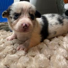 Yarrow - Blue merle and white male American Corgi puppy in Scottown, Ohio from Wyndy Ridge Corgis