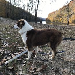 Junebug - Australian Shepherd