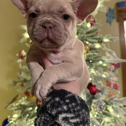Bulldog and French Bulldog Puppies from Midwest Monster Made Bulldogs