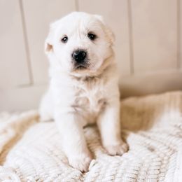 Girl 3  Breezy -purple collar - Great Pyrenees puppy in New Palestine, Indiana from Hitchcock Homestead