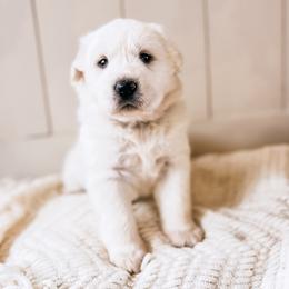 Girl 3  Breezy -purple collar - Great Pyrenees puppy in New Palestine, Indiana from Hitchcock Homestead