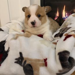 Minnie 🐭 - Red female Pembroke Welsh Corgi puppy in Washington from KB Corgis