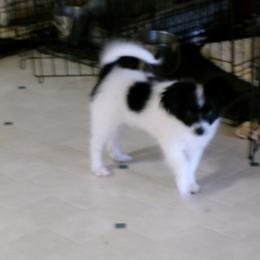 CECE - Papillon
