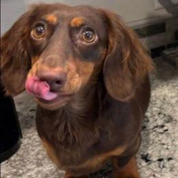 Maggie - Dachshund