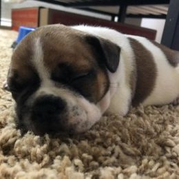 French Bulldog Puppies from PNW French Bulldogs