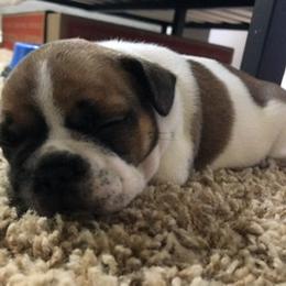 French Bulldog Puppies from PNW French Bulldogs