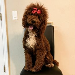 Bella - Goldendoodle