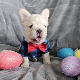 Astro Big Rope Fluffy - Cream male French Bulldog puppy in Lakeside, California from True Joy French Bulldogs