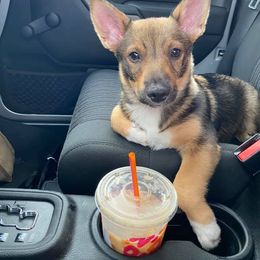 Swedish Vallhund Puppies from Skyfyre Swedish Vallhunds
