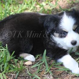 Australian Shepherd, Miniature Australian Shepherd, and Toy Australian Shepherd Puppies from TK Standard, Mini, & Toy Aussies