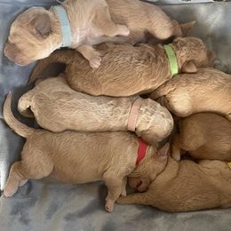 Goldendoodles from Doods & More