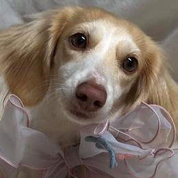 Meeka - Dachshund