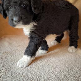 Oreo - Black and white female Bernedoodle puppy in Grant City, Missouri from Timberline Paws
