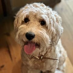 Dutchess - Goldendoodle