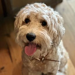 Dutchess - Goldendoodle