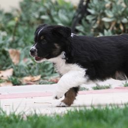 Australian Shepherd Puppies from Diamond C Aussies