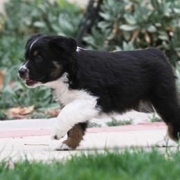Australian Shepherd Puppies from Diamond C Aussies