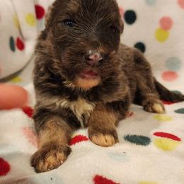 Olivine - Blue female German Shepherd puppy in Los Lunas, New Mexico from Mali's German Shepherds