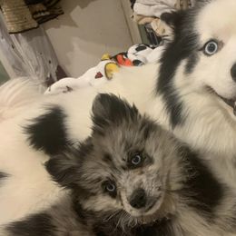 Pomskies from Precious House Of Pomskies