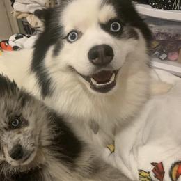 Pomskies from Precious House Of Pomskies